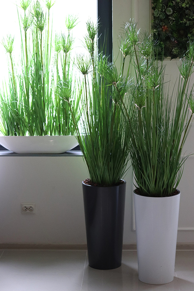 efektowna kompozycja ze sztucznych traw, Papirus Ordonia, wys.164cm