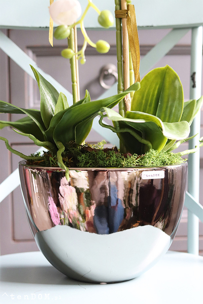 Cinderella Deluxe, elegancki storczyk w lustrzanej donicy, wys.70cm 