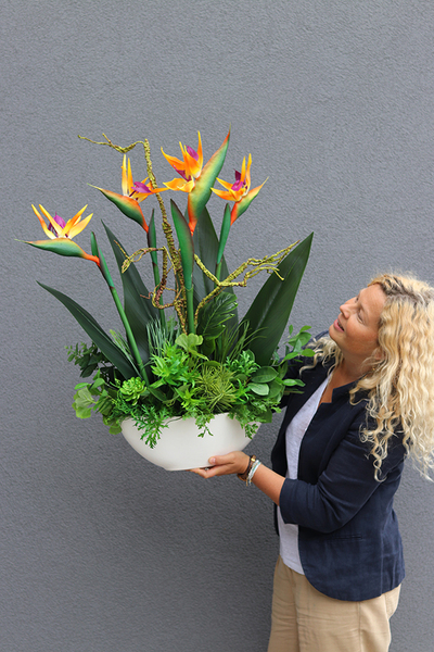 Big Laos Sukulenty & Strelicja Short, egzotyczna kompozycja w białej donicy, wys.82cm