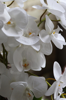 Glass Silver Mirroso, efektowny storczyk w srebrnej misie, wys.61cm 