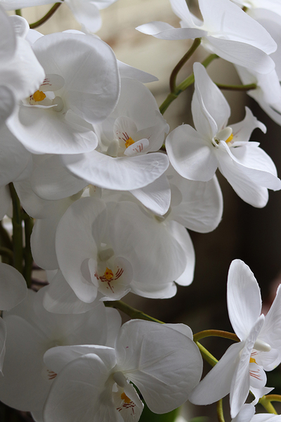 Glass Silver Mirroso, efektowny storczyk w srebrnej misie, wys.61cm 