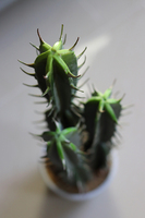 Kaktus Pustynia, sztuczna roślina, wys.62cm 