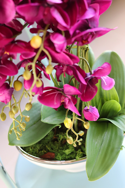 Biskupi, fioletowy storczyk w donicy glamour, wys.58cm