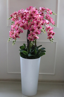 Felicja Mediolan, gumowy storczyk tygrysi w białej donicy, wys.129cm