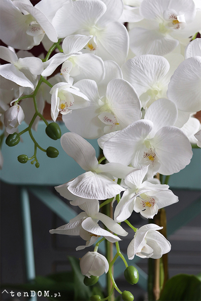 Cinderella Deluxe, elegancki storczyk w lustrzanej donicy, wys.70cm 