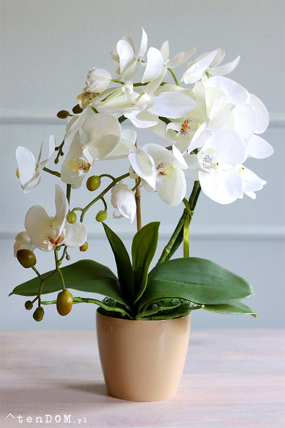 Gabola Mediolan Mini Orchid, storczyk w plastikowej donicy, wys.46cm 