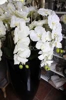 ogromny storczyk Design Black Grande w donicy, wys.174cm