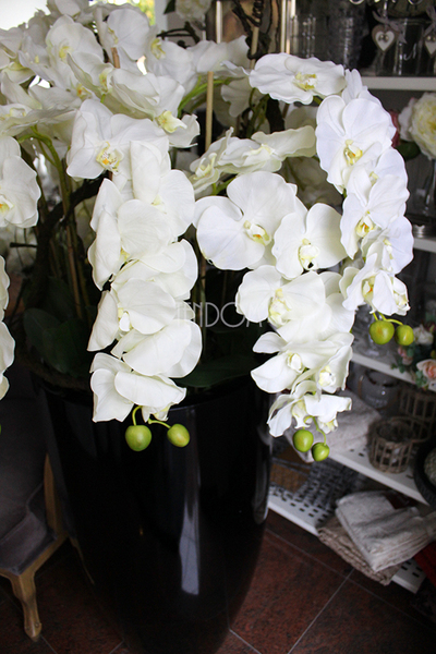 ogromny storczyk Design Black Grande w donicy, wys.174cm