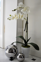 storczyk First w białej donicy, wys.70cm