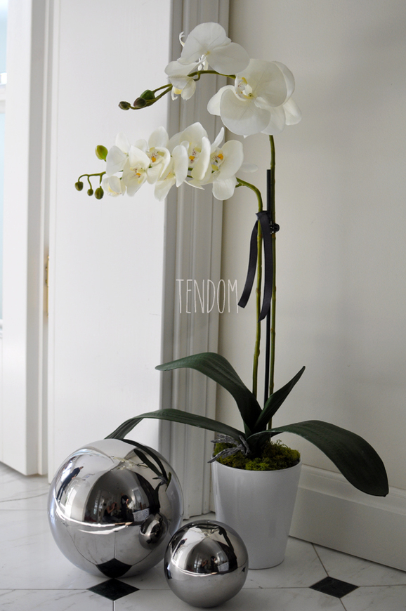 storczyk First w białej donicy, wys.70cm