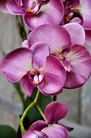 sztuczny storczyk Restretto w kolorze ciemnego brudnego różu, wys.60cm