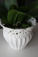 Palomina kremowy storczyk w ażurowej donicy, wys.50cm