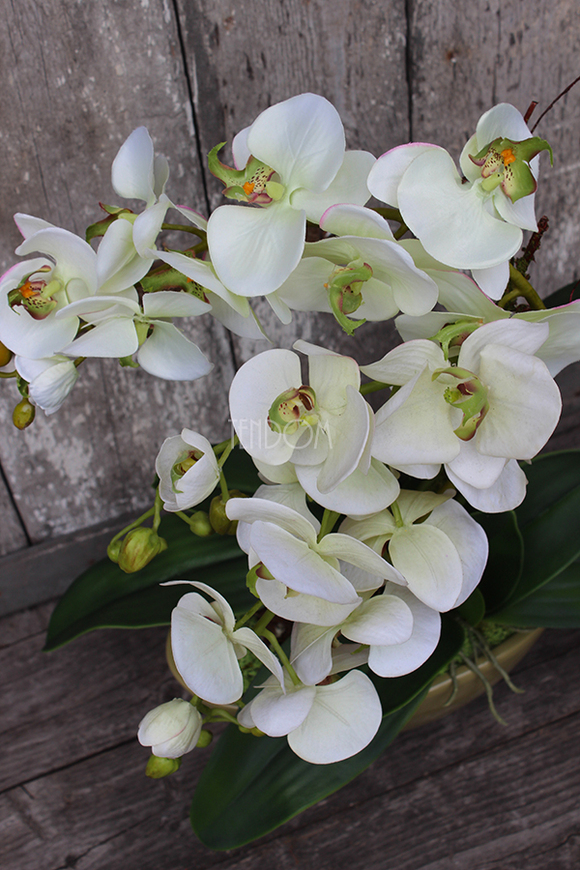 Ballano Green storczyk w zielonej podłużnej donicy wys.58cm 