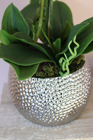 Żanette, elegancki storczyk w srebrnej donicy, wys.55cm