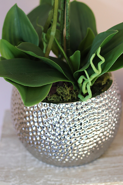 Żanette, elegancki storczyk w srebrnej donicy, wys.55cm