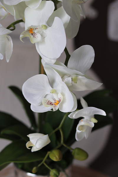 Filano Silver, sztuczny storczyk w srebrnej donicy, wys.60cm