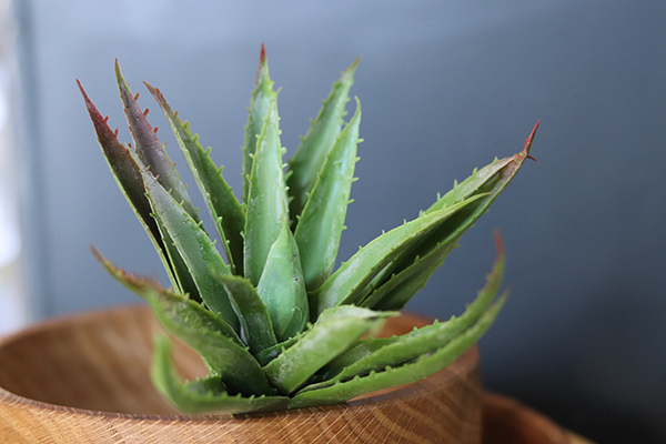 gumowa sztuczna roślina, Sukulent Aloes 67, wym.12x15cm 