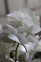 Glass Silver Mirroso, efektowny storczyk w srebrnej misie, wys.61cm 