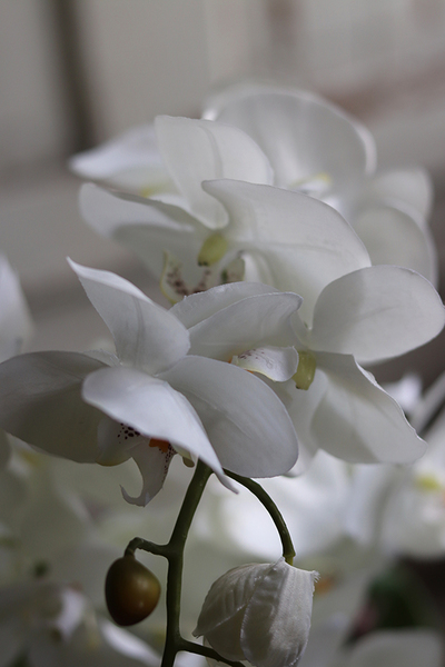 Glass Silver Mirroso, efektowny storczyk w srebrnej misie, wys.61cm 