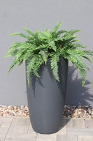 kompozycja w betonowej donicy, Paproć Ecolite Grande, wys.108cm
