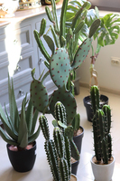 Kaktus Pustynia, sztuczna roślina, wys.62cm 