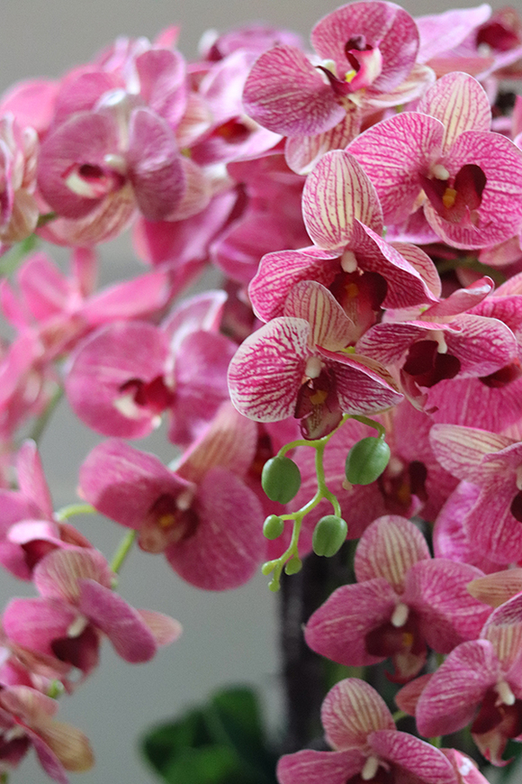 Felicja Mediolan, gumowy storczyk tygrysi w białej donicy, wys.129cm