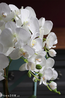 Cinderella Deluxe, elegancki storczyk w lustrzanej donicy, wys.70cm 