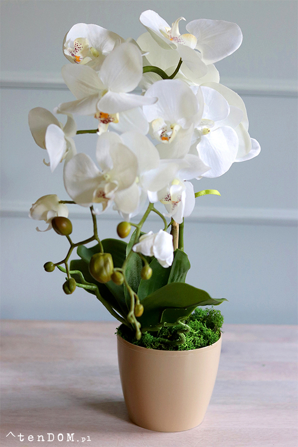 Gabola Mediolan Mini Orchid, storczyk w plastikowej donicy, wys.46cm 