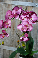 sztuczny storczyk Restretto w kolorze ciemnego brudnego różu, wys.60cm