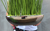 dekoracja trawy, Grass Laos Silver, wys.80cm