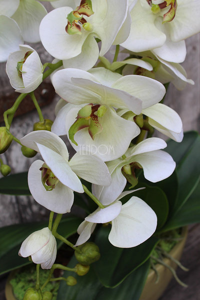 Ballano Green storczyk w zielonej podłużnej donicy wys.58cm 