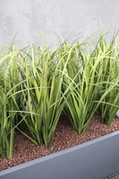 dekoracja Trawy Fiberglass Grande Grey w prostokątnej donicy, wys.110cm