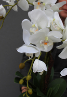 Turkusowa Magia, storczyk w ceramicznej donicy, wys.60cm