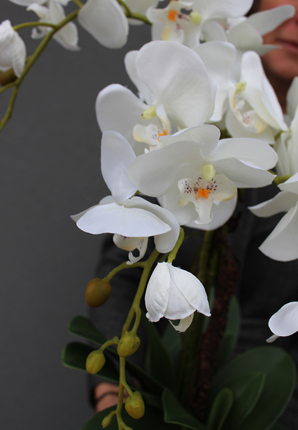 Turkusowa Magia, storczyk w ceramicznej donicy, wys.60cm