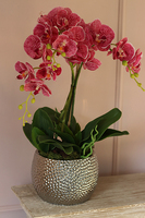 Żanette, elegancki storczyk w srebrnej donicy, wys.55cm