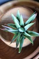 gumowa sztuczna roślina, Sukulent Aloes 67, wym.12x15cm 