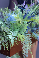 Baccara Premium Blue, zielona kompozycja w wąskiej donicy Klienta, wym.36x87cm 