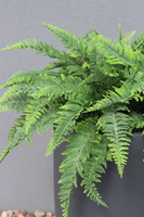 kompozycja w betonowej donicy, Paproć Ecolite Grande, wys.108cm