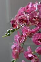 Felicja Mediolan, gumowy storczyk tygrysi w białej donicy, wys.129cm