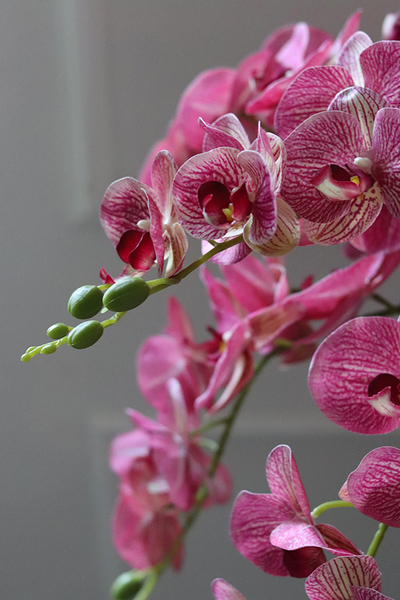 Felicja Mediolan, gumowy storczyk tygrysi w białej donicy, wys.129cm