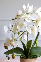 Gabola Mediolan Mini Orchid, storczyk w plastikowej donicy, wys.46cm 