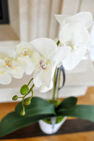 storczyk First w białej donicy, wys.70cm