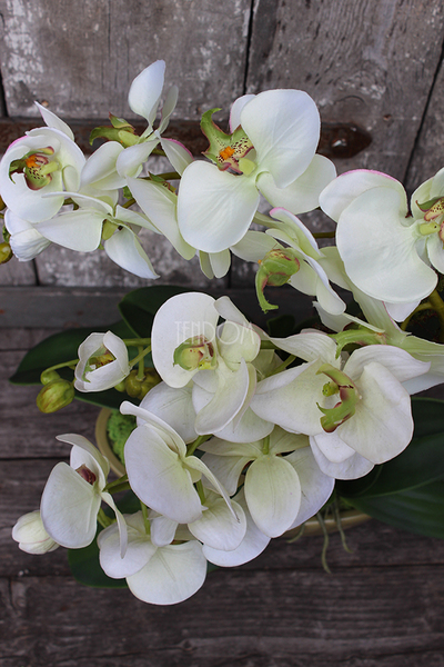 Ballano Green storczyk w zielonej podłużnej donicy wys.58cm 