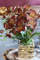 brązowy storczyk w złotej donicy, Mallona Gold, wys.48cm 