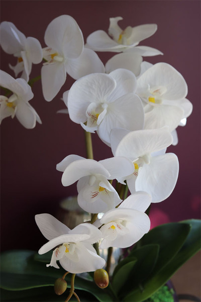 Banerra White&Silver Pure, storczyk w minimalistycznej donicy, wys.47cm 