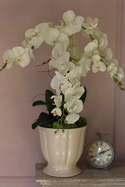 Kalestra, elegancki storczyk w kremowej donicy, wys.70cm 