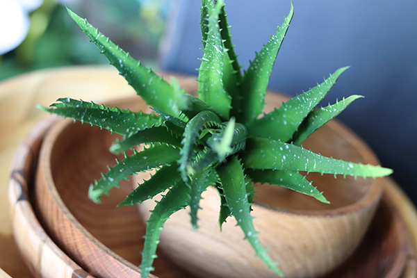 gumowa sztuczna roślina, Sukulent Aloes 74, wym.30cm