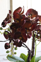 brązowy storczyk w złotej donicy, Mallona Brown & Gold, wys.48cm