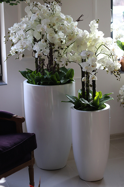 Grande Fiberglass Fenice, efektowny storczyk w białej donicy z fiberglass, wys.118cm