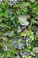 atrakcyjna jednostronna rama Sorella Sukulenty, wym.74x54cm